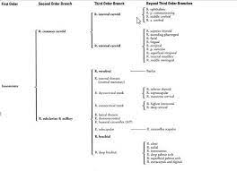 How To Become Perfect In Coding Vascular Families In Ivr Medical Coding Interventional Radiology Vascular
