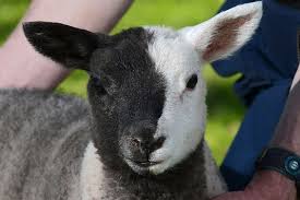 Black And White Sheep Picture Lamb Born With Half Black And Half White Face In Brecon Beacons In Mid Wales Mirror Online Cute Baby Animals Animals Baby Animals