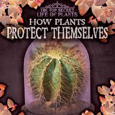 This plant's leaves, roots, and stems have adapted to the desert to enable it to absorb, and conserve water. How Plants Protect Themselves Top Secret Life Of Plants Machajewski Sarah 9781538233795 Amazon Com Books