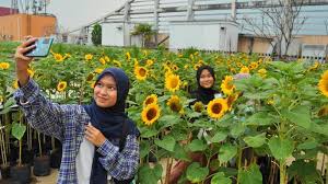 Download your search result mp3, or mp4 file on your mobile, tablet, or pc. Menilik Kebun Bunga Matahari Di Mal Btm Bogor Tempatnya Instagramable Cocok Buat Foto Foto Tribunnews Bogor