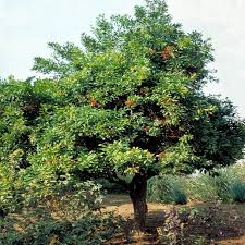 Image result for Catunaregam stenocarpa