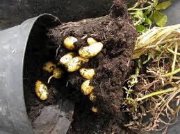 Potatoes grow on the lower stems of attractive, dark green leafy garden annuals. Growing Potatoes In Containers How To Grow Potatoes In Pots Balcony Garden Web