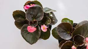 Year round flowering plants indoor. 8 Easy Care Flowering Houseplants