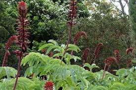 Image result for Melianthus major