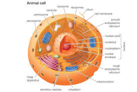 Animal Cells Are Eukaryotic Cells With A Membrane Bound Nucleus Animal Cell Animal Cells Model Animal Cell Project