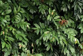 Image result for Pseudospondias