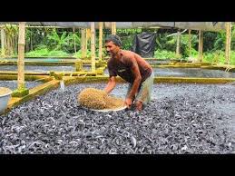 Hybrid Magur Fish Farming Business In India Part2