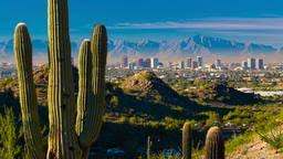 They are different from opossums, and not related. Cheap Flights To Arizona From 31 Kayak