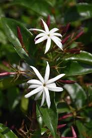 Image result for Jasminum multiflorum