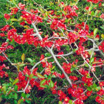 Plant database entry for flowering quince (chaenomeles 'texas scarlet') with 17 images and 28 data details. Chaenomeles X Superba Texas Scarlet Zierquitte Texas Scarlet