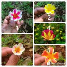 We did not find results for: Jual Bibit Stek Bunga Cantik Manis Krokot Import Duna Di Lapak Nazia Bukalapak