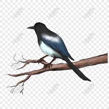 Png gambar murai batu kartun. Gaya Cina Murai Lukisan Cina Png Grafik Gambar Unduh Gratis Lovepik