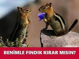 Benimle Findik Kirar Misin Mizah Matrak Komik Espri Saka Girgir Komiksozler Caps Hayvan Bebekler Komik Kopek Fotograflari Sevimli Hayvan Yavrulari