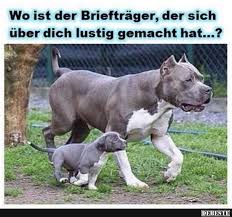 Wo Ist Der Brieftrager Der Uber Sie Ist Hund Witze Lustige Hund Bilder Tierwitze