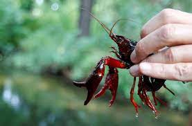 We did not find results for: The Red Swamp Crayfish Is Invading Delft Bloomberg