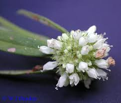 Image result for Spermacoce kirkii