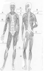 Covering upper limb, lower limb, head, back, and abdominal muscles through a series of muscular system quizzes. Printable Muscles Of The Body Human Anatomy