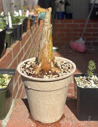 Image result for Cyphostemma quinatum