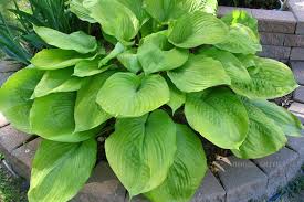 Sum and substance hosta is a gigantic, sun tolerant, slug resistant hosta. Sum And Substance