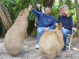 The photo evidence of capybara friendliness was more than convincing. Ed Killer A New Pest Of The Year In Florida Capybara