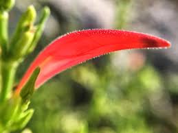 Image result for Dicliptera minor