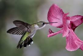 Main Hummingbird Gallery Hummingbird Pictures Hummingbird Ruby Throated Hummingbird