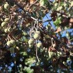 Image result for Thespesia garckeana