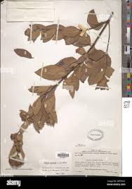 Image result for Lippia plicata