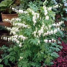 Image result for Dicentra spectabilis alba