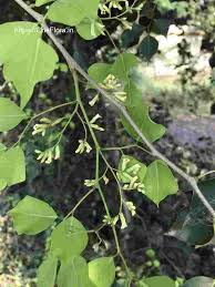 Image result for Dalbergia sissoo