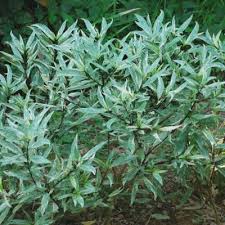 Image result for Justicia tenella