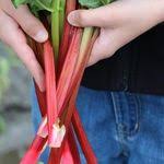 Brombeeren Pflege Die 3 Haufigsten Fehler In 2020 Garten Bepflanzen Garten Anpflanzen Garten