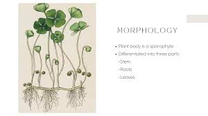 Image result for Marsileaceae