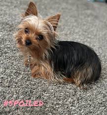 Image result for yorkshire haircut