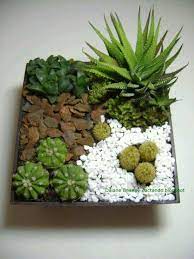 Planta suculenta perenne de crecimiento en rosetas, hojas gruesas y carnosas, ovaladas y puntiagudas, de color rosa violeta y verde azulado. Cactus Suculentas Cactus Y Suculentas Vasos De Plantas Suculentas Suculentas