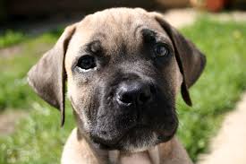 Living With Your Boerboel The First 6 Months My Little