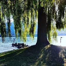Stramu Straemu Thun Seebad Schwimmbad See Sommer Sonntagmorgen Kantonbern Schweiz Switzerland Weide Baum Sonnenlicht Strah Instagram Tree Plants