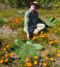 Image result for Boscia filipes