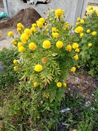 Pokok bunga tahi ayam atau juga dikenali sebagai bunga pagar merupakan spesies tumbuhan berbunga dalam keluarga verbena, verbenaceae, yang berasal dari kawasan tropika amerika. Color Challenge Marigold Bunga Tahi Ayam Steemit