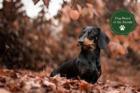 41,840 likes · 980 talking about this. Dachshunds Facts Temperament Characteristics Size