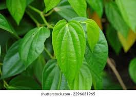 Image result for Piper capense