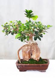 Ginseng Ficus 30 Yrs 249 99 Bonsai Tree Ficus Bonsai Plants