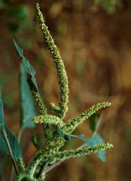 Image result for Amaranthus spinosus