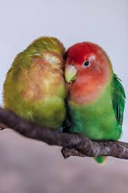 Birds You Can Have As Pets Bird Room Ideas Are Addictive You Have Been Warned Spiffy Pet Products Best Pet Birds Pet Birds Birds