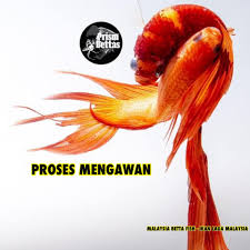 Show quality female betta for sale. S B I Betta Fish Farm Home Facebook