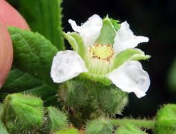 Image result for Rubus ellipticus
