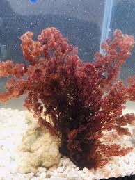 Image result for Isoglossa laxiflora