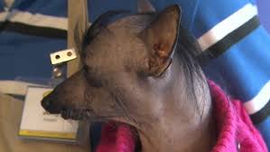 Dog adoption and cat adoption saves lives. Utah Animal Shelter Offering Free Food For Pet Owners In Need Kutv