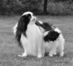 Black And White Pekingese Julia Bobkovajapanese Chin Planet Father And Daughter Japanese Chin Puppies Japanese Chin Japanese Dog Breeds
