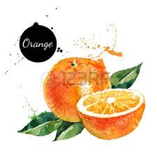 Hand Drawn Watercolor Painting On White Background Vector Illustration Of Fruit Orange Illustration De Fruits Dessin Fruits Fruits Aquarelle